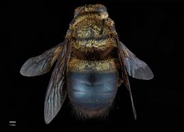  Xylocopa dejeanii male abdomen, photo: Colleen Meidt 
